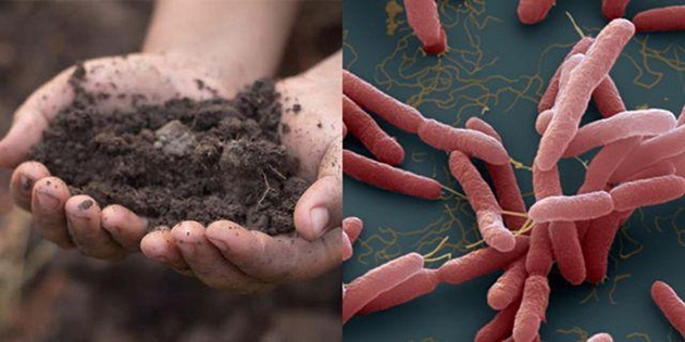 Vi khuẩn ăn thịt người 