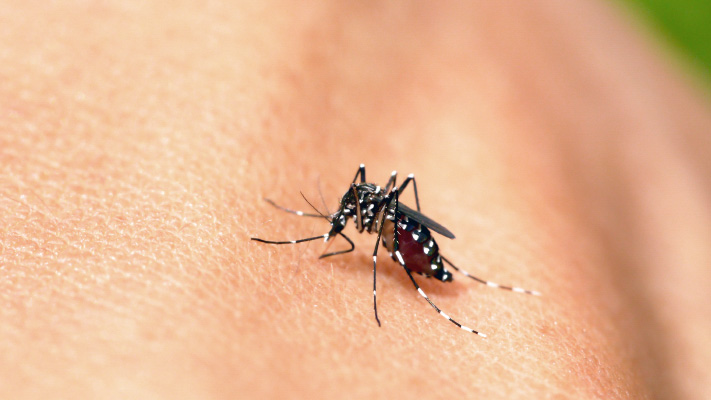 muỗi gây sốt xuất huyết