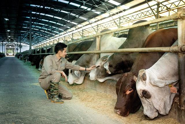 Hòa Phát dẫn đầu nhập khẩu bò Úc, sản lượng nửa đầu năm tăng 115% 3