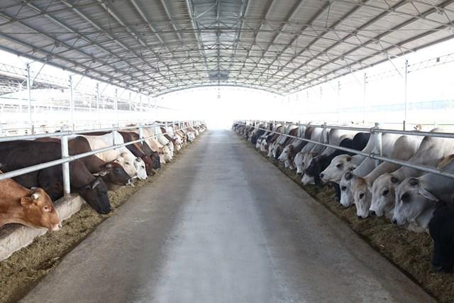 Hòa Phát xây dựng hệ thống chăn nuôi bò Úc hiện đại, khép kín, đáp ứng ổn định nhu cầu trong nước trang-trai-bo-uc-cua-hoa-phat-tai-thai-binh