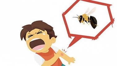 Liên tiếp nhiều vụ ong vò vẽ tấn công gây tử vong: Cảnh báo nguy hiểm và khuyến cáo phòng tránh