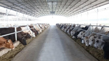 Hòa Phát dẫn đầu nhập khẩu bò Úc, sản lượng nửa đầu năm tăng 115%