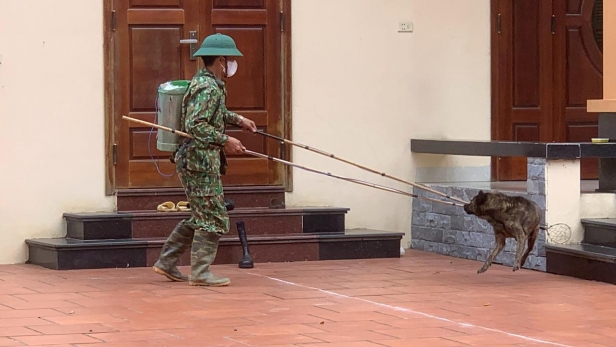 22 người tử vong do bệnh dại, Bộ Y tế khuyến cáo cách phòng bệnh